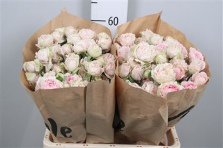 R TR Candy Flow Extra 60cm - D