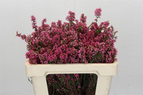 Erica OV 50cm - D
