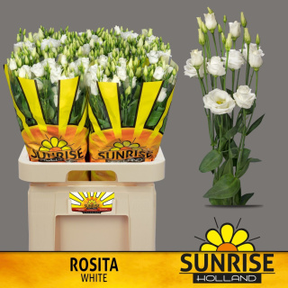 EUS G ROSITA WHITE XL 72cm - D