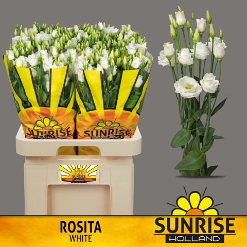 EUS G ROSITA WHITE XL 72cm - D
