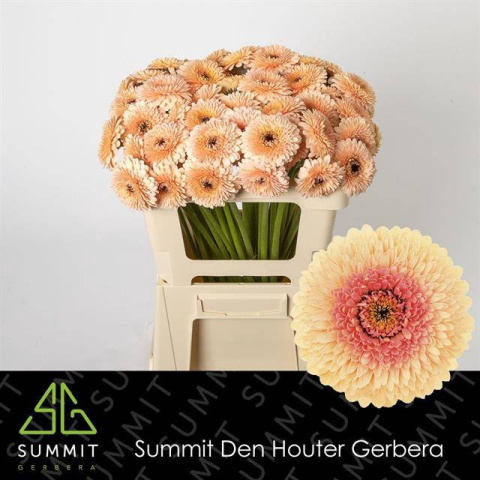 GE MB BOL JAYJAY 50cm - D