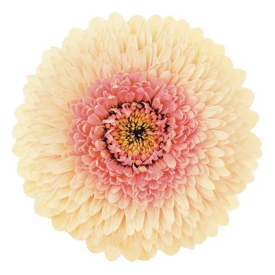 GE MB BOL JAYJAY 50cm - D