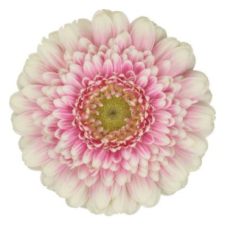 GE MI MALOU 50cm