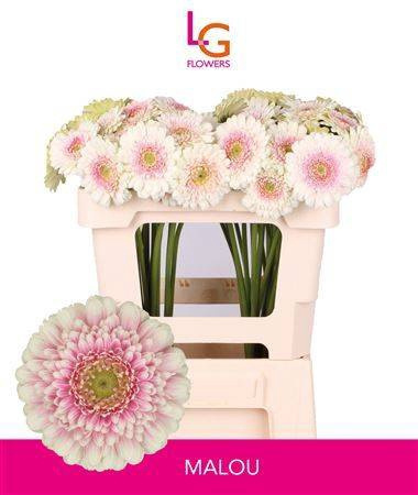 GE MI MALOU 50cm