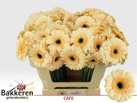 GE MI CAFE 50cm - D