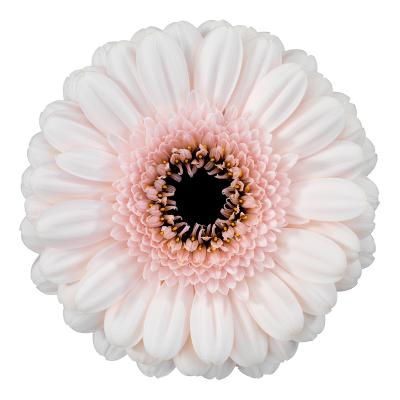 GE MI KOKOMO 50cm - D