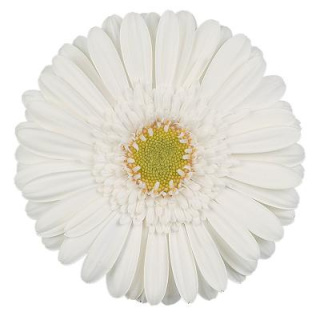 GE MI WHITE STAR 50cm - D