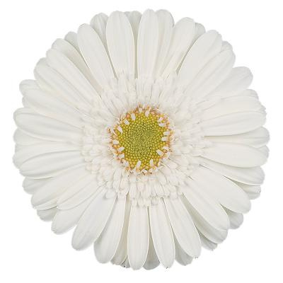 GE MI WHITE STAR 50cm - D