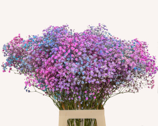 Gipsówka Rainbow Sweet 70cm-750 gr