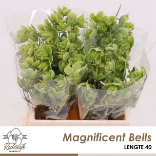 HELL MAGNIFIC BELLS 40cm - D