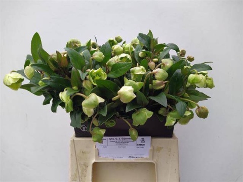 HELL MAGNIFIC BELLS 40cm - D