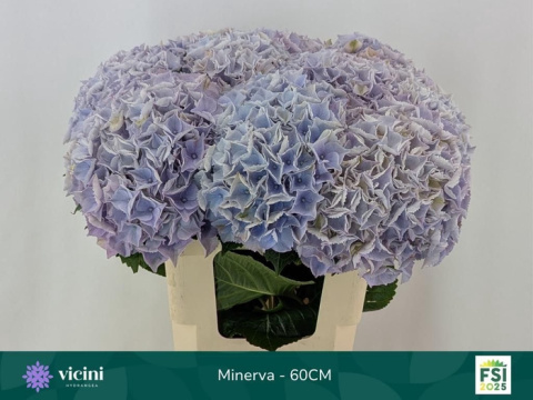 HYDR M MY MINERVA 60cm/H20 - PROMO HYDR M MY MINERVA 60cm/H20 - PROMO