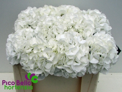 HYDR M SCHNEEBALL 60cm - D