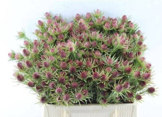 LEUCAD JUBILEE CROWN 40cm - D