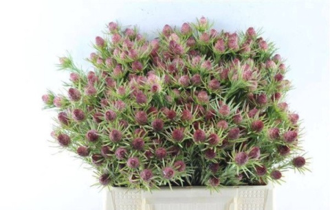 LEUCAD JUBILEE CROWN 40cm - D