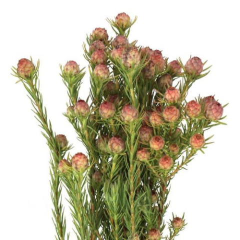 LEUCAD JUBILEE CROWN 40cm - D