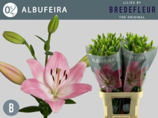 LI LA ALBUFEIRA 3+ 85cm - D