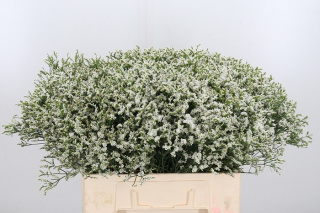 Lim Sin Sen Tip Top 60cm - D