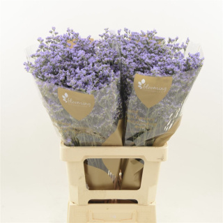 Limonium Utah Blue 70cm - D