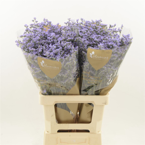 Limonium Utah Blue 70cm - D