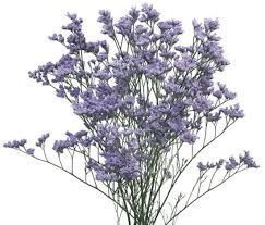 Limonium Utah Blue 70cm - D
