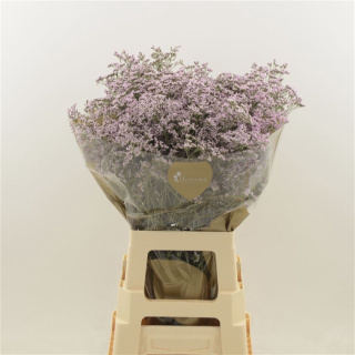 Limonium Safora Oshi Pink 70cm - D