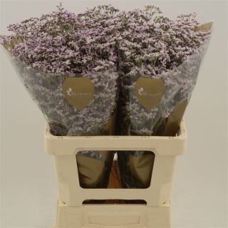 Limonium Safora Oshi Pink 70cm - D