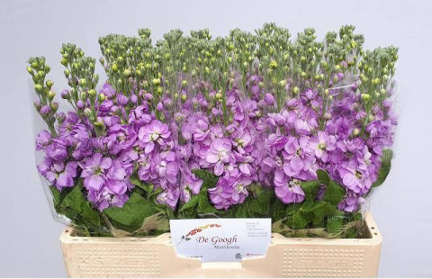 MATTH FIGARO LAVENDE 60cm - D