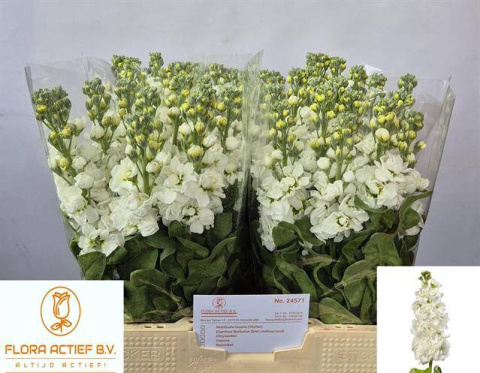 Matth Aida White 60cm - D