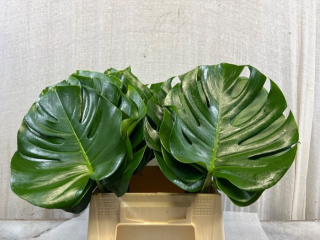 PL Monstera blad 50cm