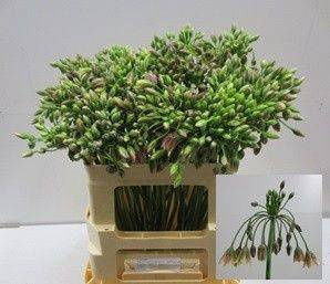 NECT SICULUM BULGAR 55cm - D