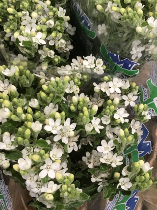 OXY CO PERF WHITE HARM Extra 50cm - D
