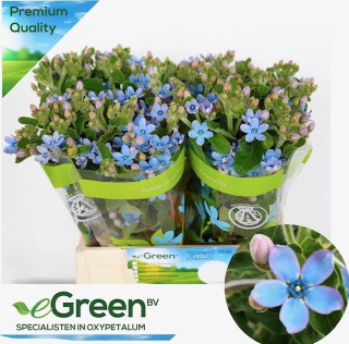 OXY CO TAN PURE BLUE 59cm - D