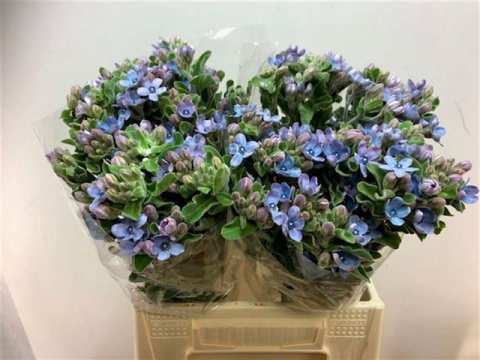 OXY CO TAN PURE BLUE 59cm - D