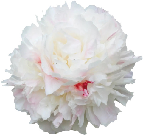 PAEO L SHIRLE TEMPLE 50cm - D