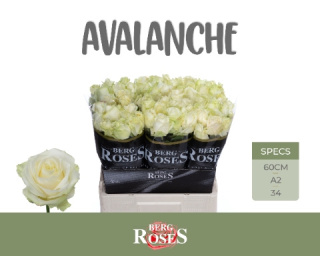 R GR AVALANCHE+ A2 60 cm - D