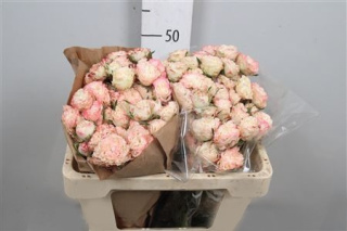 R Tr Charming Flow Extra 50cm - D