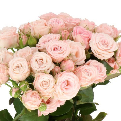 R Tr Charming Flow Extra 50cm - D