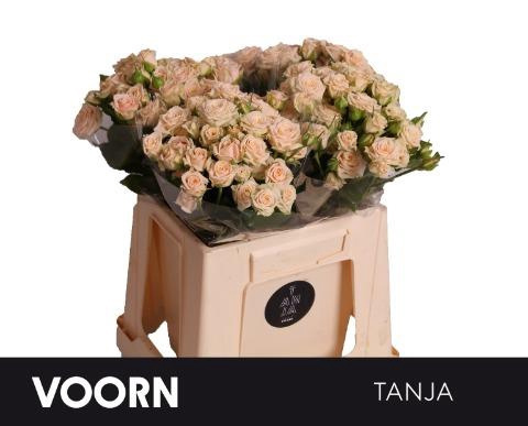 R TR TANJA Extra 40cm - D