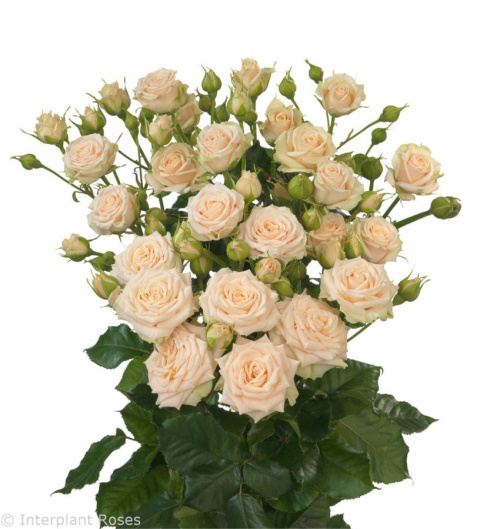 R TR TANJA Extra 40cm - D