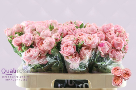R Tr JULIETTA 40cm - D