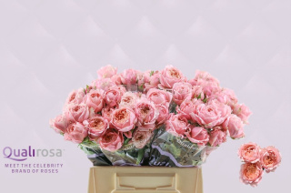 R Tr JULIETTA 40cm - D