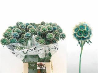 SCABIOSA ST KLB BLUE 70cm - D
