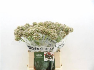 SCABIOSA STELLATA ZD 60cm - D