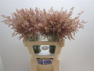 SIERGR OV Rose 60cm - D