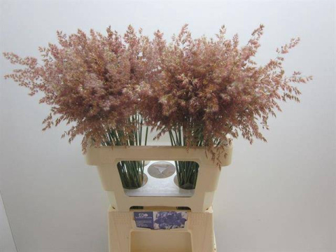 SIERGR OV Rose 60cm - D