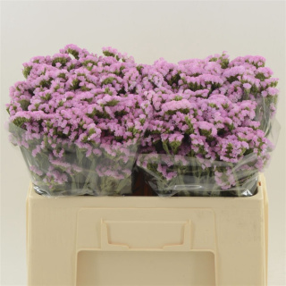 Statice Pretty Wings 50cm - D