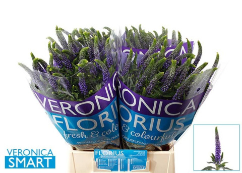 VERON L SKYLER BLUE 50cm - D
