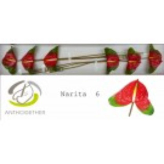 ANTH A NARITA 6 /S13 - D