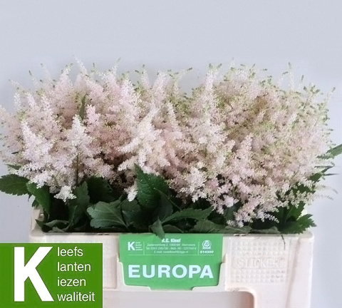 ASTIL JA EUROPA 45cm - D